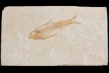 Detailed Fossil Fish (Knightia) - Wyoming #176420-1